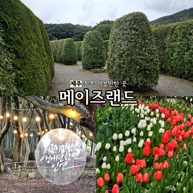  제주 동쪽 관광지 메이즈랜드 소요시간/출구 대체 어디있니 재밌었던 미로공원