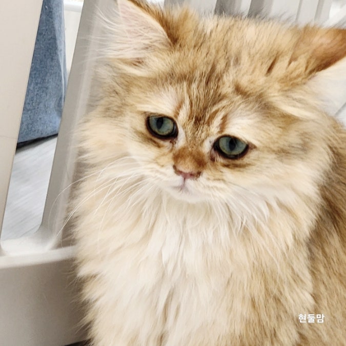 고양이 종양 종류와 증상 치료법 알아볼께요 고양이 종양 종류와 증상 치료법 알아볼께요