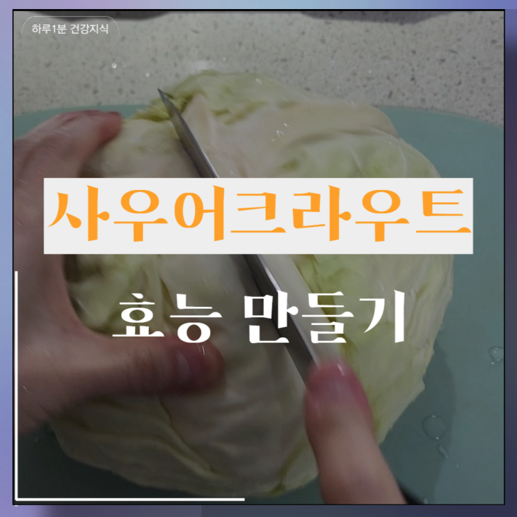  사우어크라우트 효능 만들기 독일식 양배추 다이어트 식단