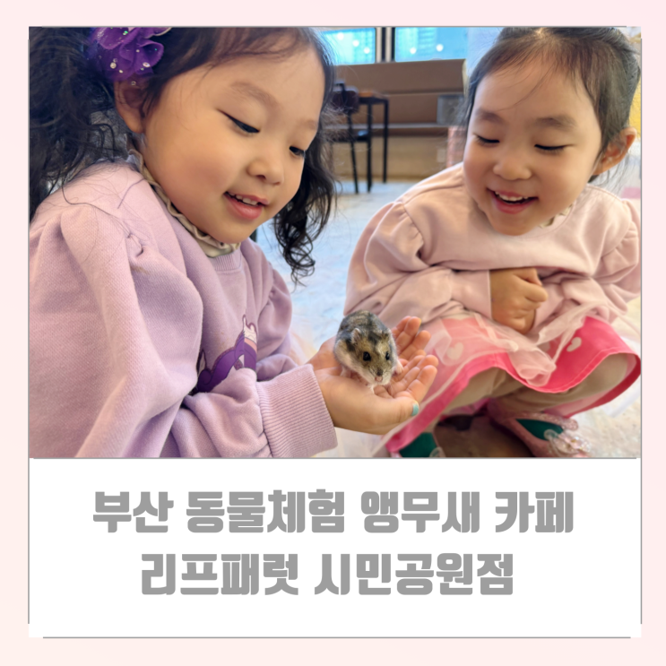  부산 실내 아이와 가볼 만한 곳 동물 체험 리프패럿 앵무새 카페 시민공원점