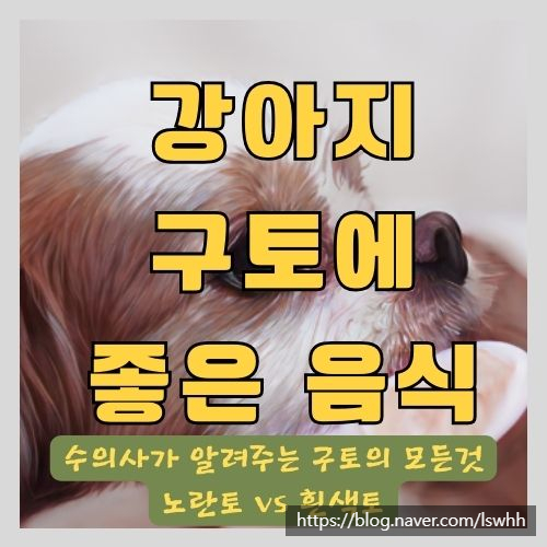  동물병원 수의사가 알려주는 강아지 구토 노란색 vs 하얀색의 차이와 구토에 좋은 음식과 보양식 추천