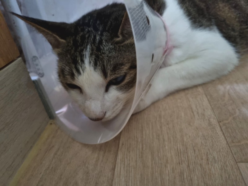 고양이 환묘복 만들기