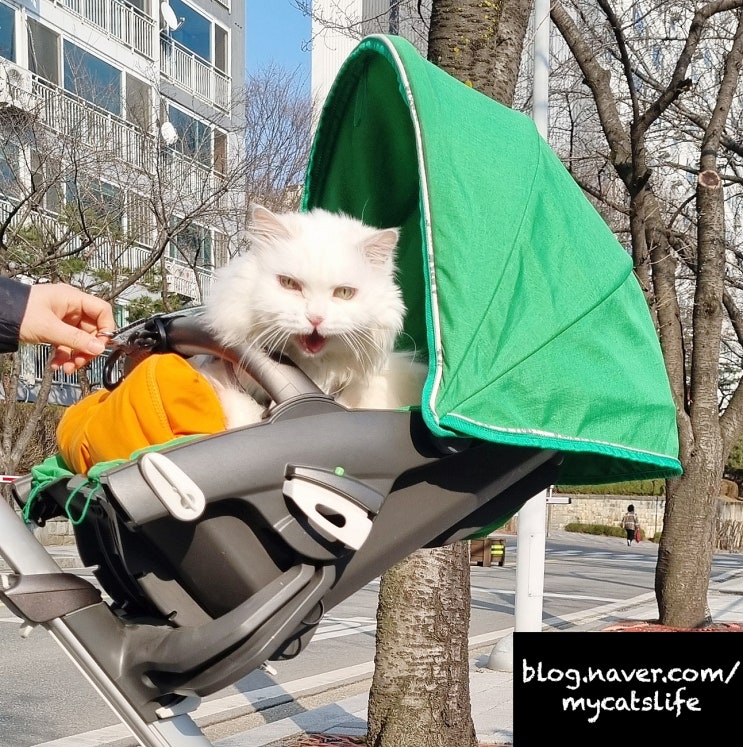 당근마켓 중고거래 스토케 유모차(냥모차)로 고양이 산책