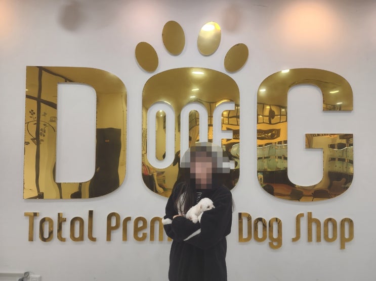  세종시에서 만난 최고의 미니비숑 / 세종시강아지분양은원독에서 / 비숑프리제 / 비숑분양가 / 미니비숑분양 /