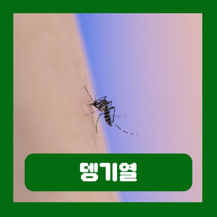 필리핀 뎅기열 증상 예방접종 전염