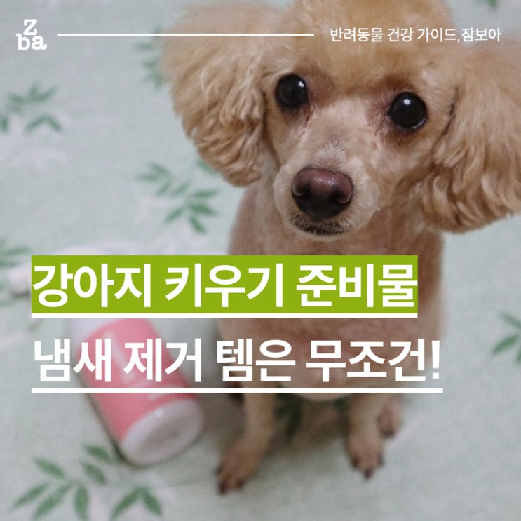  강아지 키우기 준비물 1편. 냄새제거에 진심
