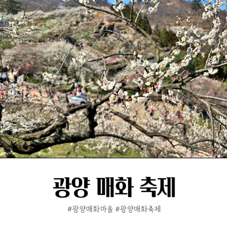  광양매화축제 실시간 개화 상황 3월 13일 후기