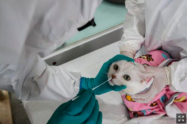 펫보험 가입률 1%대… 보험료 비싸고 보장 범위 좁아 펫보험 가입률 1%대… 보험료 비싸고 보장 범위 좁아