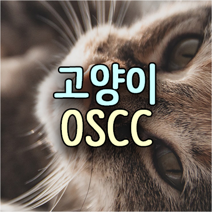 고양이 구강암(구강종양)과 참치캔, 벼룩진드기(해충방지) 목걸이. 구강편평상피세포암 OSCC 원인과 진단