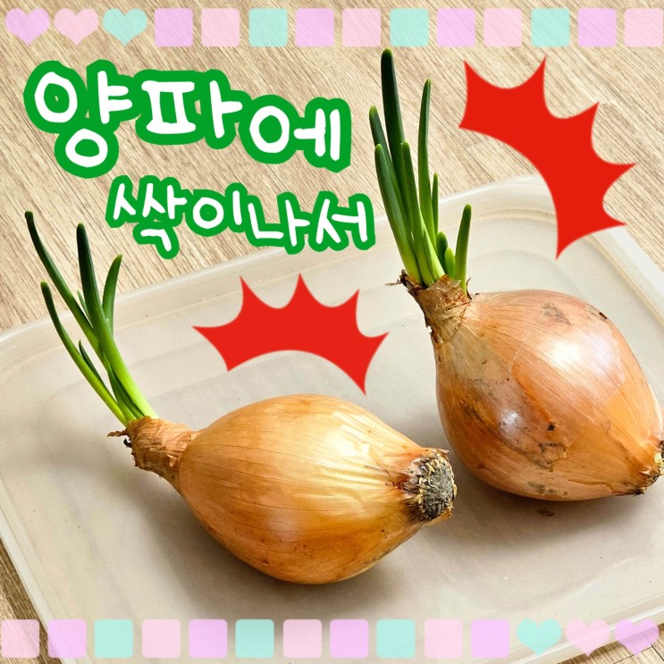  수경재배 없이도 양파가 싹이 나서 자라는 양파 키우기 근황