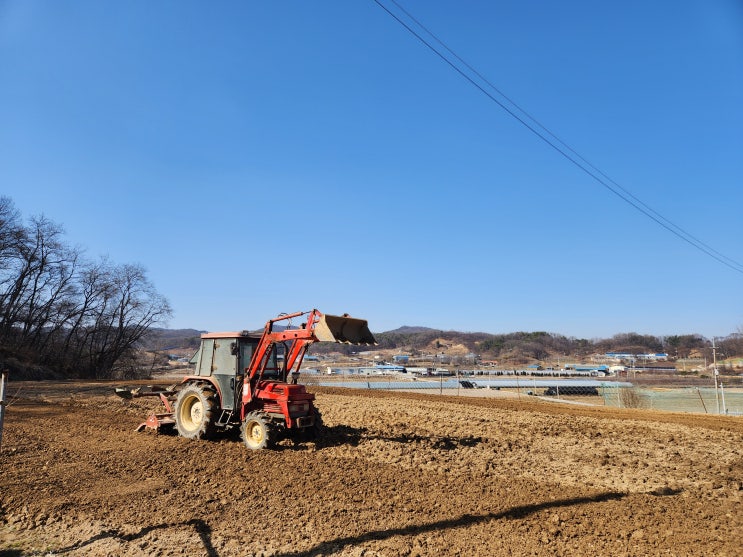  감자 심을 준비 로타리치고 퇴비 살포 [세종 조치원 복숭아 과수원 - 고개 농원]