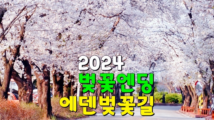 경기도 가평 4월 벚꽃엔딩 명소, 2024 에덴벚꽃길 벚꽃축제 (기본정보, 셔틀버스, 벚꽃 개화시기) 경기도 가평 4월 벚꽃엔딩 명소, 2024 에덴벚꽃길 벚꽃축제 (기본정보, 셔틀버스, 벚꽃 개화시기)