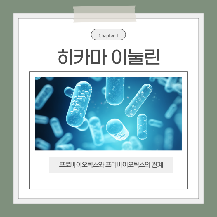  이눌린이란? 프로바이오틱스와 프리바이오틱스의 관계