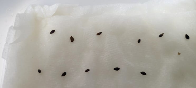  소나무 키우기 3,  기다리고 또 기다리기 (2~4일차)
