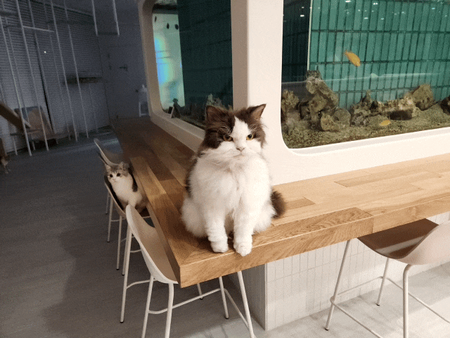 곱슬 고양이 셀커크랙스 특징 성격 셀커크렉스 털빠짐 곱슬 고양이 셀커크랙스 특징 성격 셀커크렉스 털빠짐