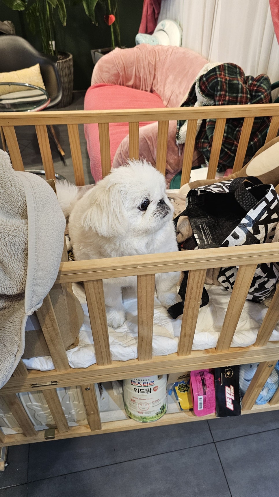 팔랑개비 사진 6