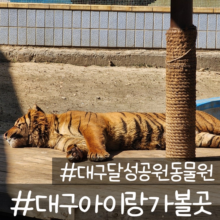  대구 아이랑 가볼 만한 곳 대구 동물원_대구 달성 공원 동물원 무료