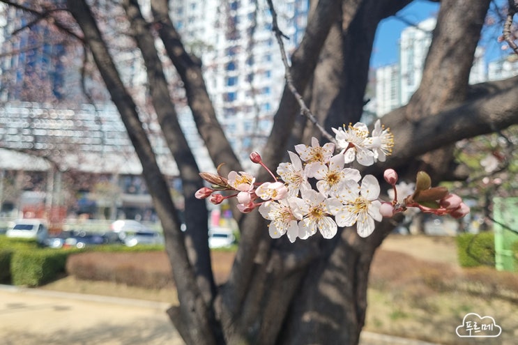 김해  연지공원 벚꽃 튤립 개화 상태 봄이 오는 풍경 구경