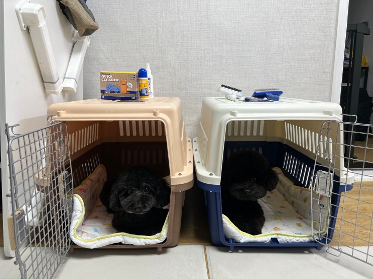  강아지 켄넬 하우스 훈련이 필요한 이유와 교육 방법 (실제 성공 노하우)
