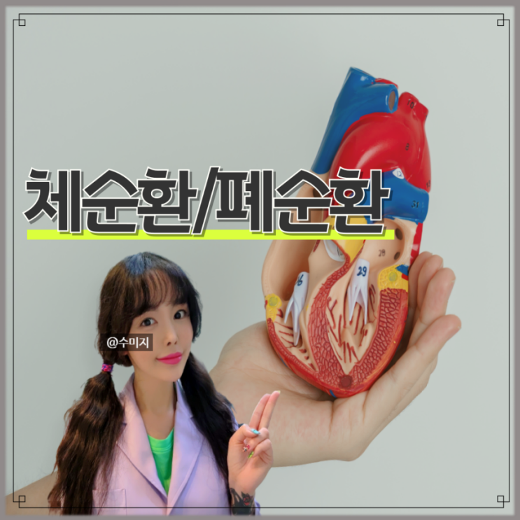  체순환 폐순환 : 사람 인체구조 알아보기
