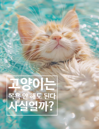 고양이 목욕 꼭 시켜야 하나요? 고양이 목욕 시기와 주기 방법