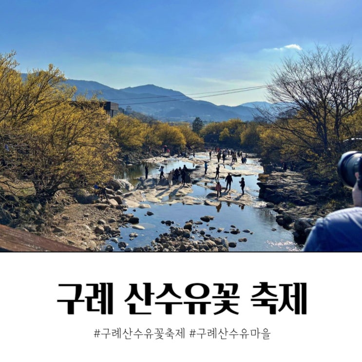  구례 산수유축제 산수유꽃 실시간 개화