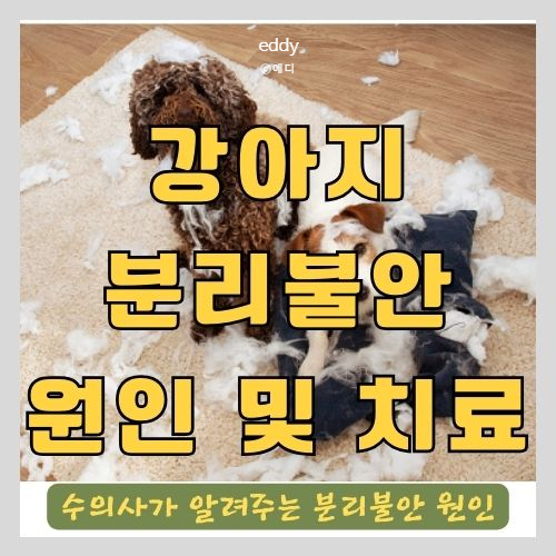  강아지(반려견) 분리불안에 대한 오해와 진실 - 자책하지 마세요!!