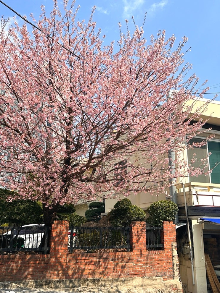  부산 벚꽃 개화 상황 부산 숨겨진 벚꽃 명소는 여기!!