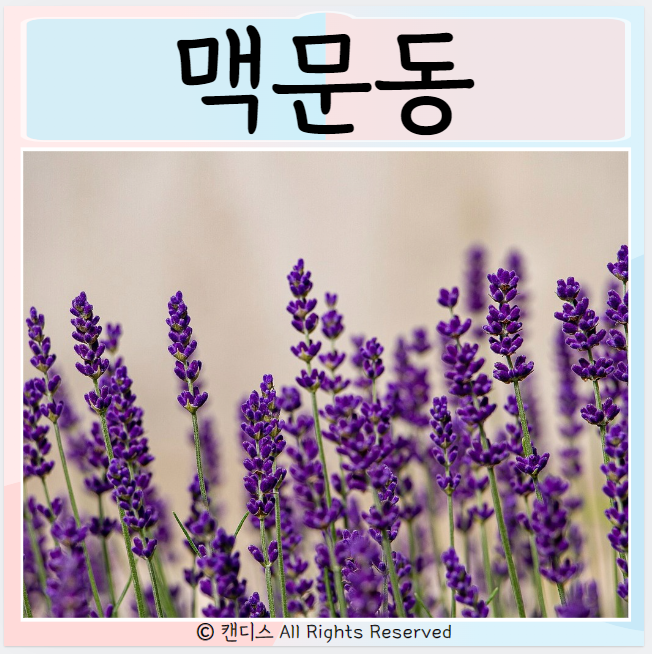  맥문동 효능 먹는방법 먹으면좋은점 주의점