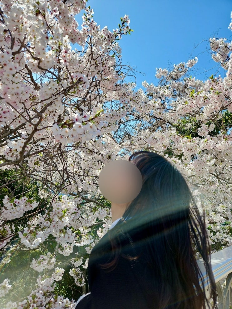  제주도 벚꽃 명소 스냅사진 찍기 좋은 장소 추천, 벚꽃 개화 시기