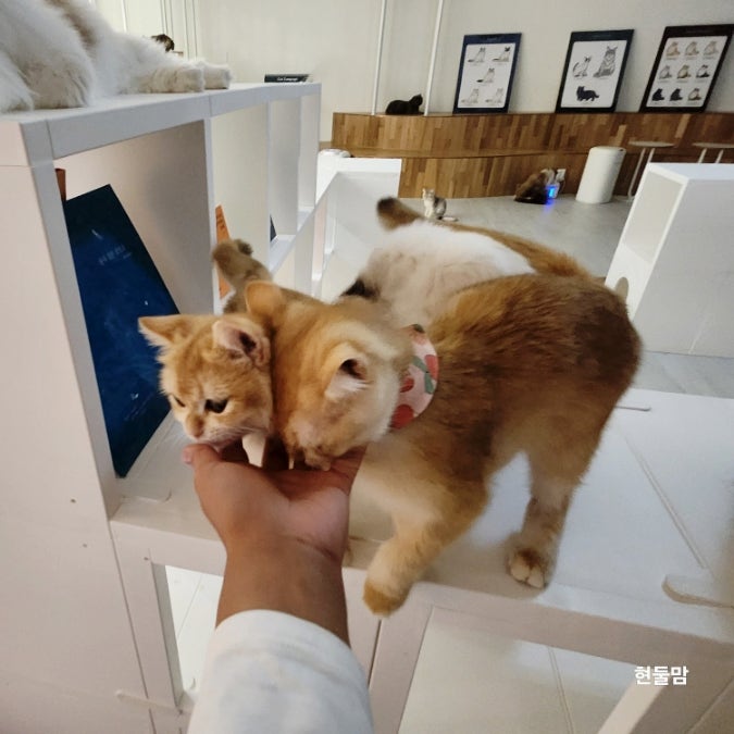 고양이 만지는법 안는법 고양이랑 친해지는법 집사되기 어렵지 않지 고양이 만지는법 안는법 고양이랑 친해지는법 집사되기 어렵지 않지