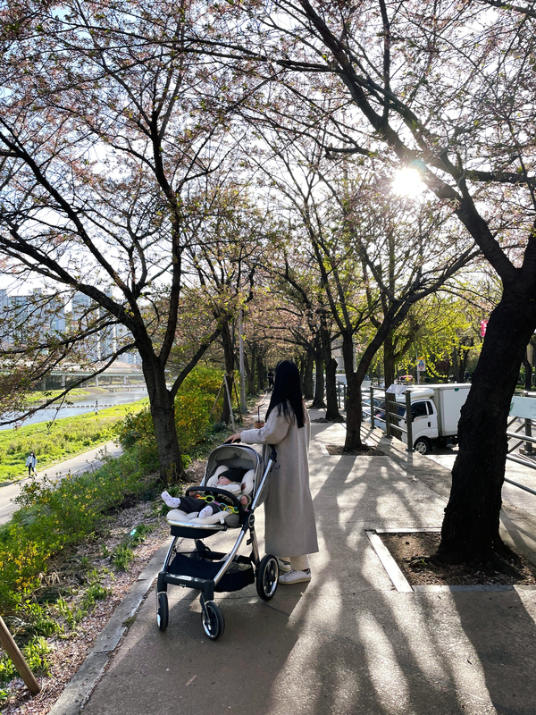  충훈부 벚꽃축제 5개월 아기랑 안양천 야외 나들이 기록