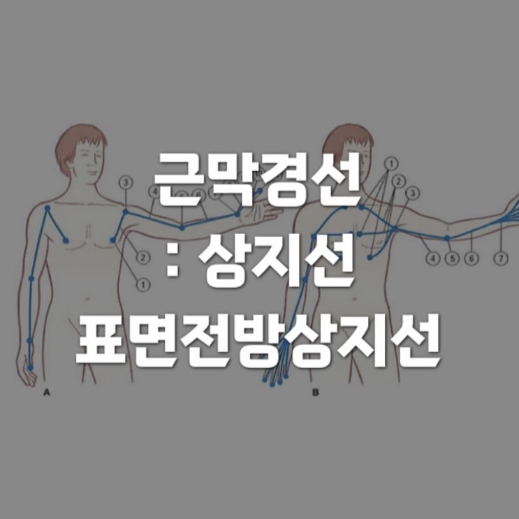  근막경선해부학 : 상지선(The arm lines) 2 - 표면전방상지선