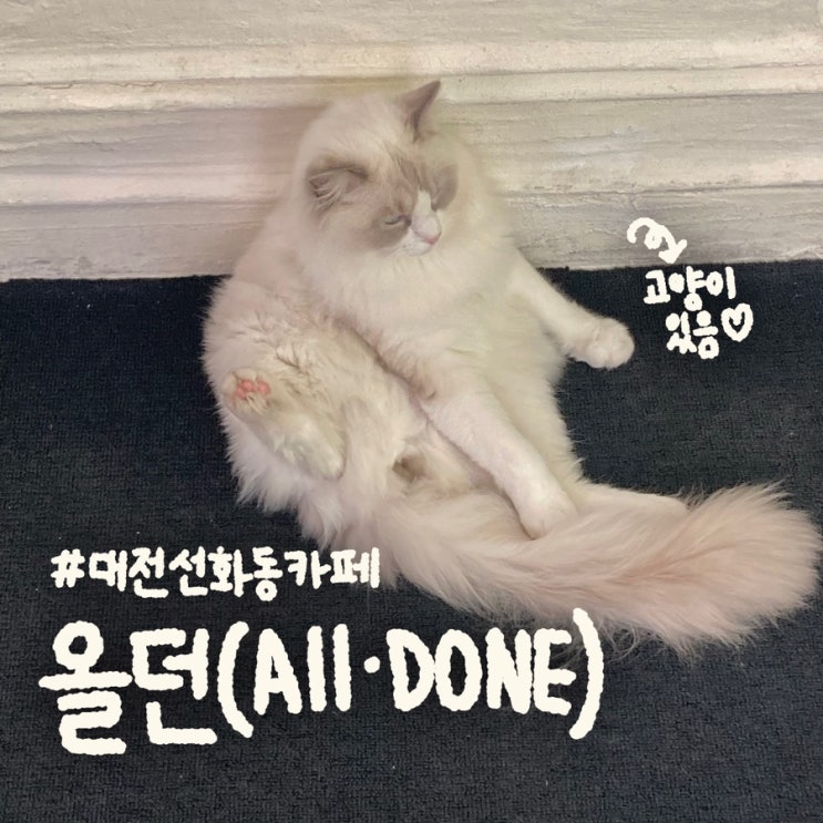  대전 선화동 카페 ‘올던’ | 브런치 크로플 와인 고양이 있음