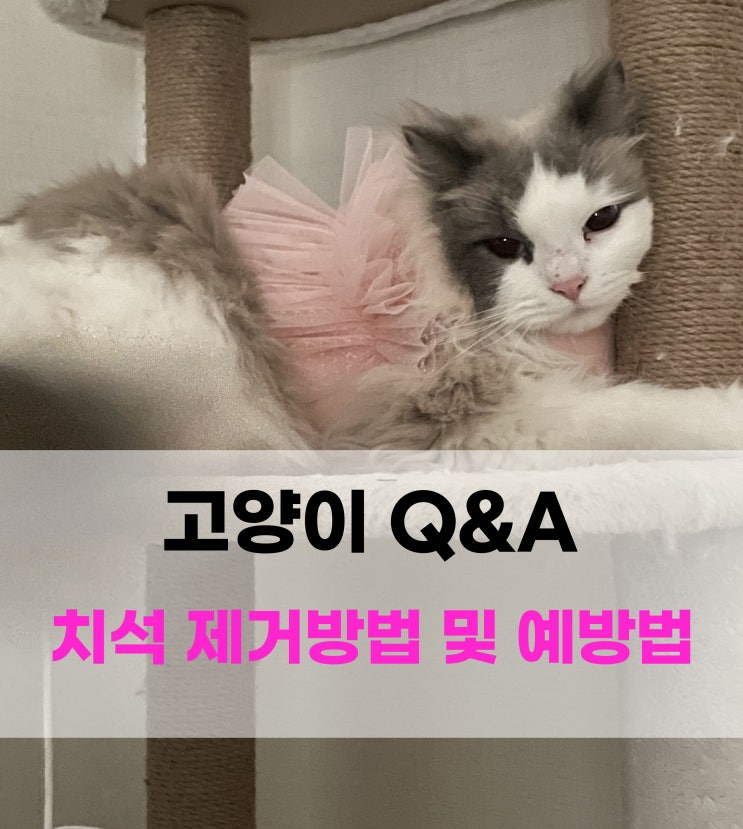  고양이 치석 제거하는 방법과 예방법