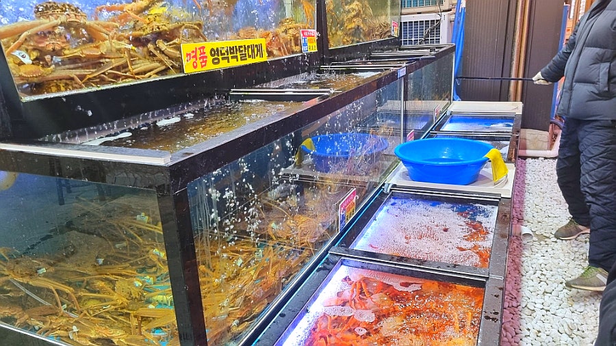 대게왕국회 사진 3