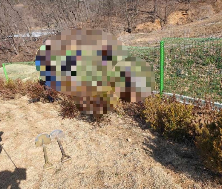  2024년 김천시 어모면 개나리 600주 철쭉 600주 묘목 및 잔디조성 공사 고인돌장묘개발장의사 #김천장의사 #구미장의사 #선산장의사 #상주장의사 #성주장의사 #문경장의사