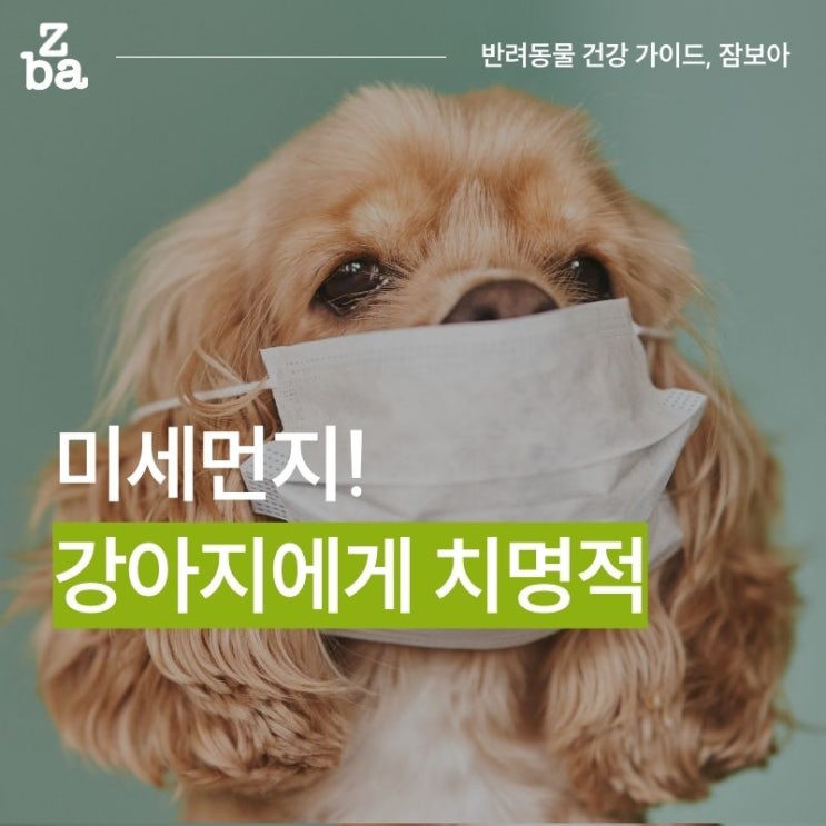 미세먼지, 정말 강아지한테 치명적일까?