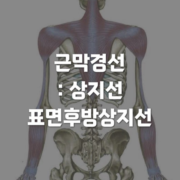  근막경선해부학 : 상지선 (The arm lines) 4 - 표면후방상지선