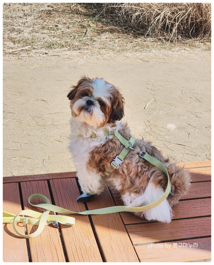 소형견 강아지 하네스 리드줄 멀로, 안전한 전면 빛반사 강아지 산책