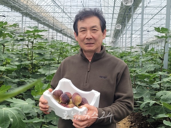  영암 유기농 무화과 3월의 친환경농산물로 선정
