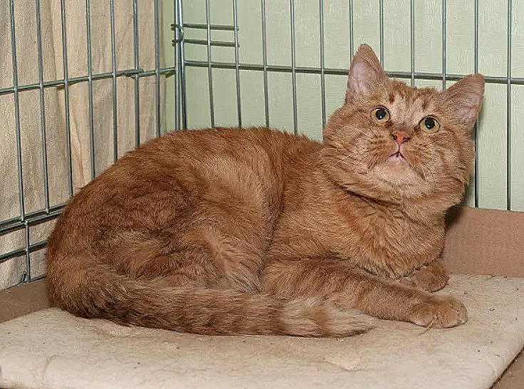  고양이 변비의 원인, 증상 및 예방법