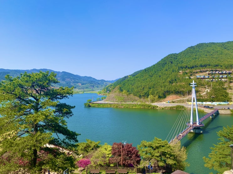 지리산 치즈랜드 수선화, 철쭉 개화율, 구례 화엄사 유채꽃밭