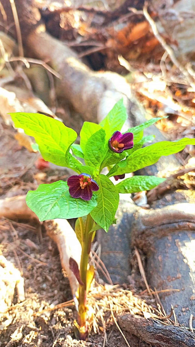바이칼 검객의 [뉴스 창고(倉庫)](2024.3.15 금요일) : 네이버 블로그