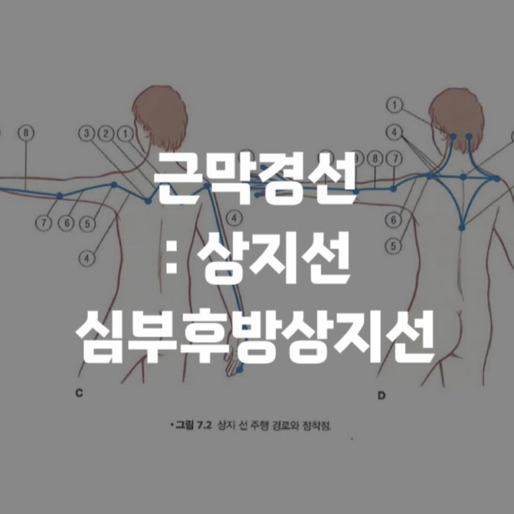  근막경선해부학 : 상지선 (the arm lines) 3 - 심부후방상지선