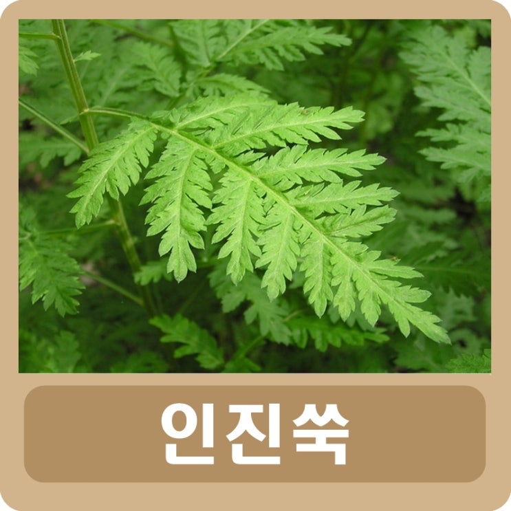  인진쑥 효능 및 부작용 먹는 법