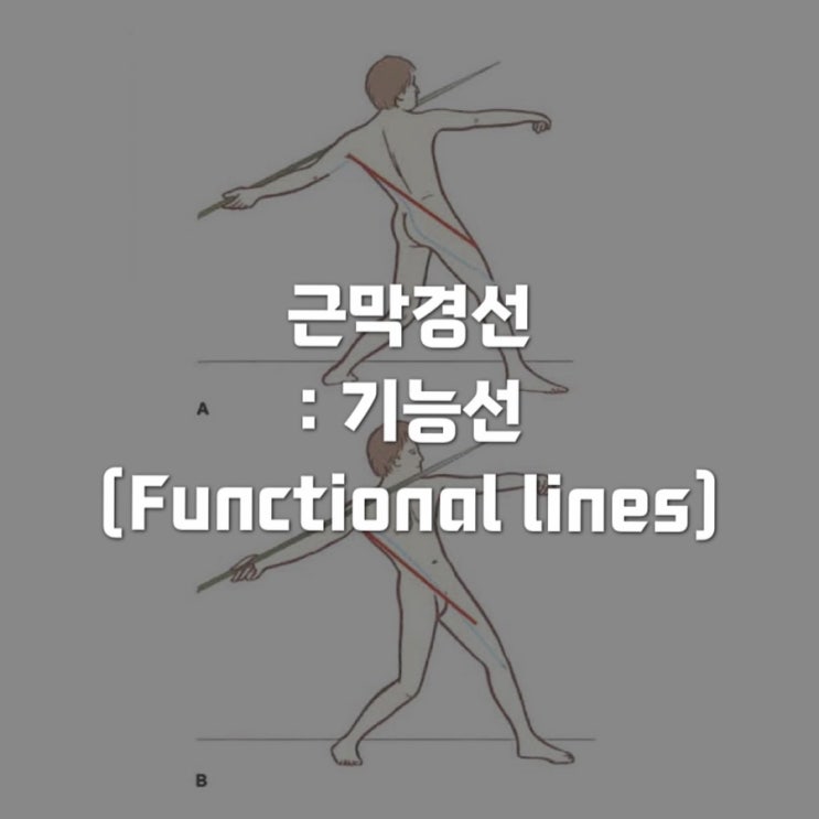  근막경선해부학 : 기능선 (The functional lines)