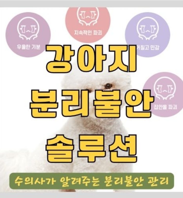  수의사가 알려주는 강아지 분리불안 해소를 실패하는 이유와 관리하는 법 8가지