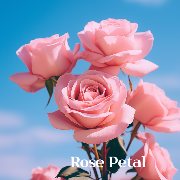  로즈페탈 향료 (Rose Petal)