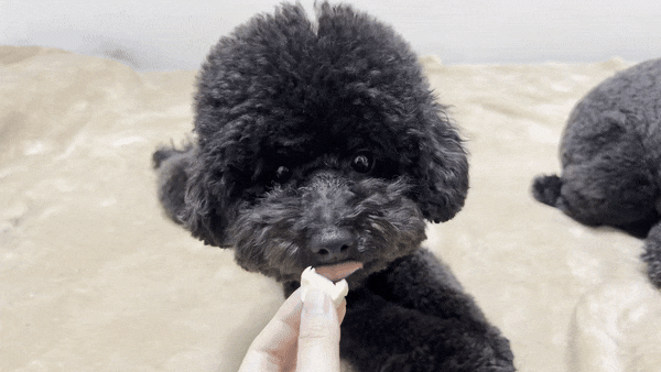  강아지 소세지 동원 뉴트리플랜 홀릭 소시지 급여 후기